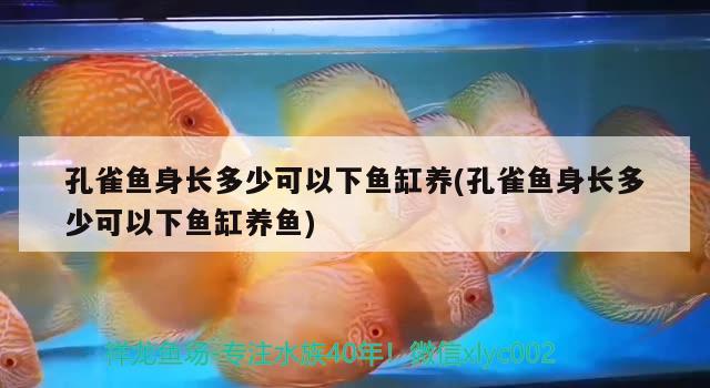 孔雀魚身長多少可以下魚缸養(yǎng)(孔雀魚身長多少可以下魚缸養(yǎng)魚) 魚缸等水族設(shè)備