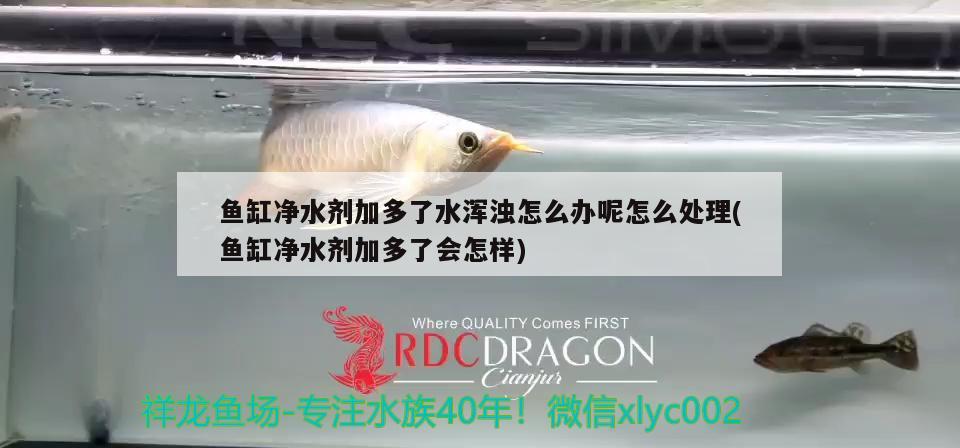 魚(yú)缸凈水劑加多了水渾濁怎么辦呢怎么處理(魚(yú)缸凈水劑加多了會(huì)怎樣)