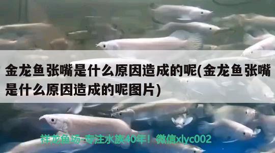 金龍魚張嘴是什么原因造成的呢(金龍魚張嘴是什么原因造成的呢圖片) 暹羅巨鯉