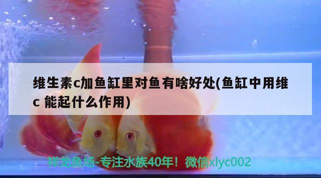 魚缸過濾器抽水不出氧氣什么原因造成的，魚缸過濾器抽水不出氧氣什么原因造成的怎么辦 充氧泵 第2張