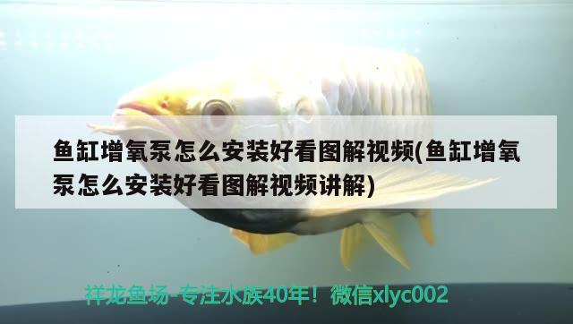 魚缸增氧泵怎么安裝好看圖解視頻(魚缸增氧泵怎么安裝好看圖解視頻講解) 泰國虎魚 第2張