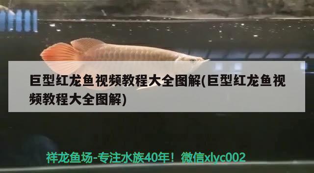 巨型紅龍魚視頻教程大全圖解(巨型紅龍魚視頻教程大全圖解)