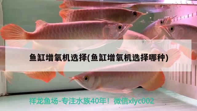 魚缸增氧機(jī)選擇(魚缸增氧機(jī)選擇哪種) 朱巴利魚苗