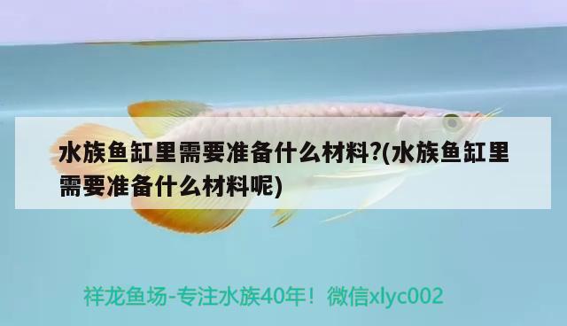 水族魚缸里需要準(zhǔn)備什么材料?(水族魚缸里需要準(zhǔn)備什么材料呢) 黃金達(dá)摩魚