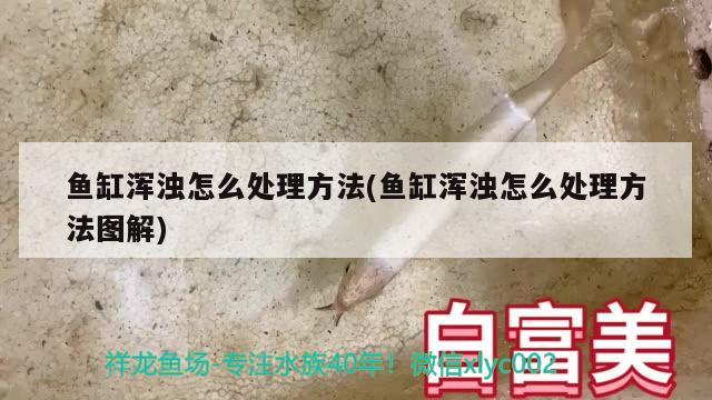 魚缸渾濁怎么處理方法(魚缸渾濁怎么處理方法圖解)