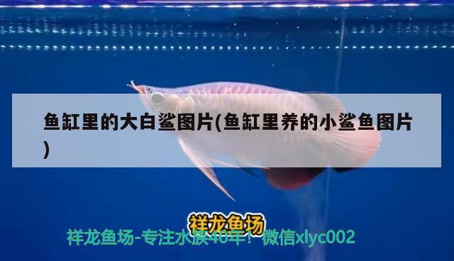 白化幽靈火箭魚 白化幽靈火箭魚多少錢一條