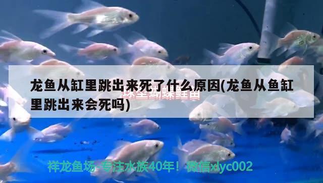 龍魚從缸里跳出來死了什么原因(龍魚從魚缸里跳出來會死嗎) ?；?異型虎魚/純色虎魚 第1張