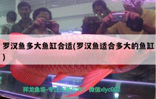 羅漢魚多大魚缸合適(羅漢魚適合多大的魚缸) 羅漢魚