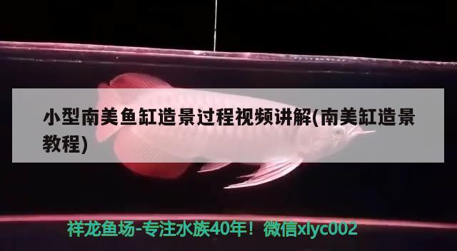 金龍魚2021第三季度業(yè)績（金龍羽是國企嗎） 稀有金龍魚 第1張