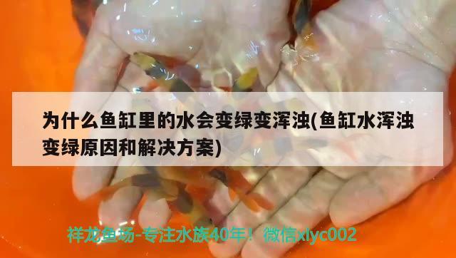 為什么魚(yú)缸里的水會(huì)變綠變渾濁(魚(yú)缸水渾濁變綠原因和解決方案)