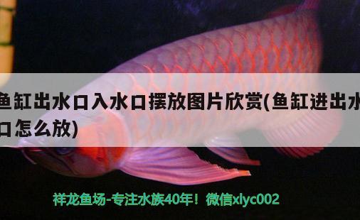 魚缸出水口入水口擺放圖片欣賞(魚缸進(jìn)出水口怎么放) 魚缸水質(zhì)穩(wěn)定劑