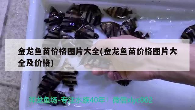 金龍魚苗價格圖片大全(金龍魚苗價格圖片大全及價格)