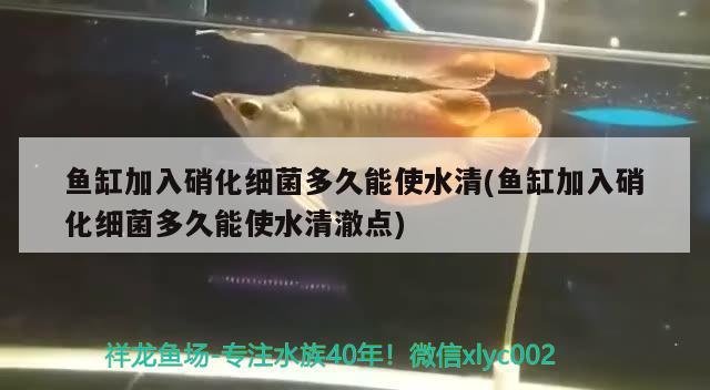 金龍魚養(yǎng)多久才繁殖(金龍魚可以養(yǎng)多久)