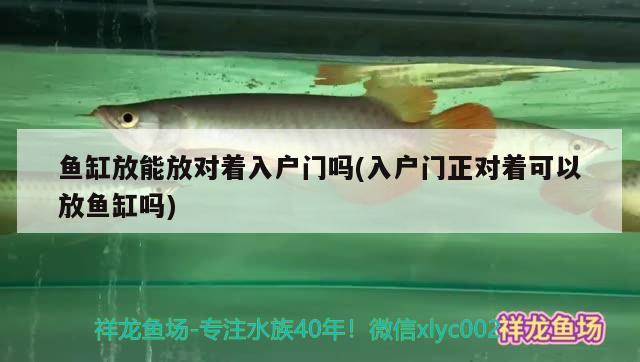 魚缸放能放對著入戶門嗎(入戶門正對著可以放魚缸嗎) 喂食器