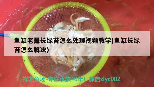 魚缸老是長綠苔怎么處理視頻教學(xué)(魚缸長綠苔怎么解決)