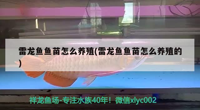 雷龍魚魚苗怎么養(yǎng)殖(雷龍魚魚苗怎么養(yǎng)殖的) 月光鴨嘴魚苗