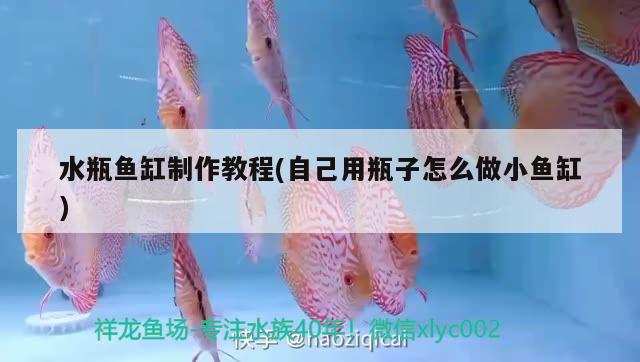 水瓶魚缸制作教程(自己用瓶子怎么做小魚缸) 帝王血鉆魚