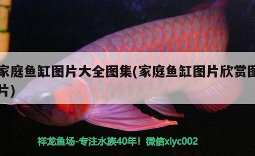 熱帶觀賞魚種類有哪些圖片（比較好養(yǎng)的熱帶魚品種） 觀賞魚批發(fā) 第1張