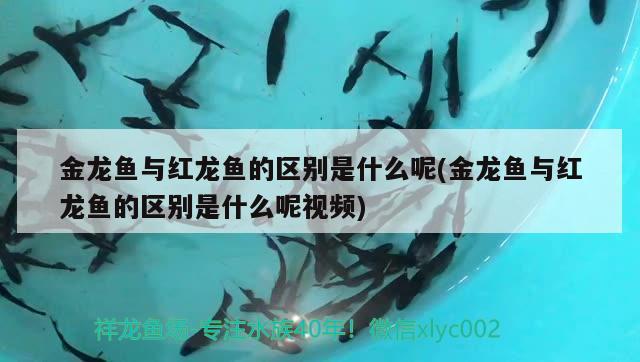 金龍魚與紅龍魚的區(qū)別是什么呢(金龍魚與紅龍魚的區(qū)別是什么呢視頻)