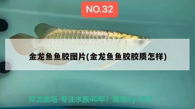 魚(yú)缸的水變綠色了怎么處理(魚(yú)缸水成綠色怎么辦) 肺魚(yú) 第2張