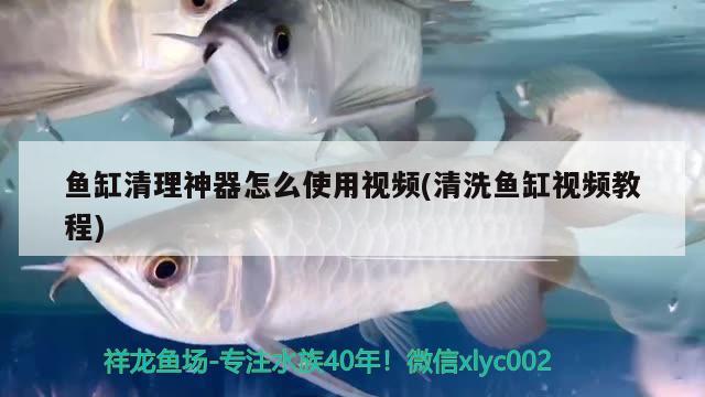 海水魚缸的燈光藍色多好嗎，為什么養(yǎng)金魚夜里要開燈 海水魚 第2張