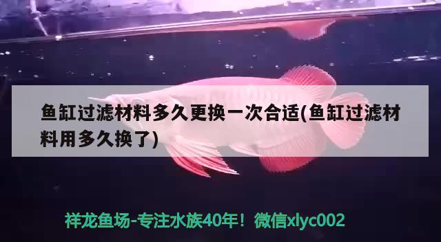 魚缸過濾材料多久更換一次合適(魚缸過濾材料用多久換了) 蘇虎苗（蘇門答臘虎魚苗）