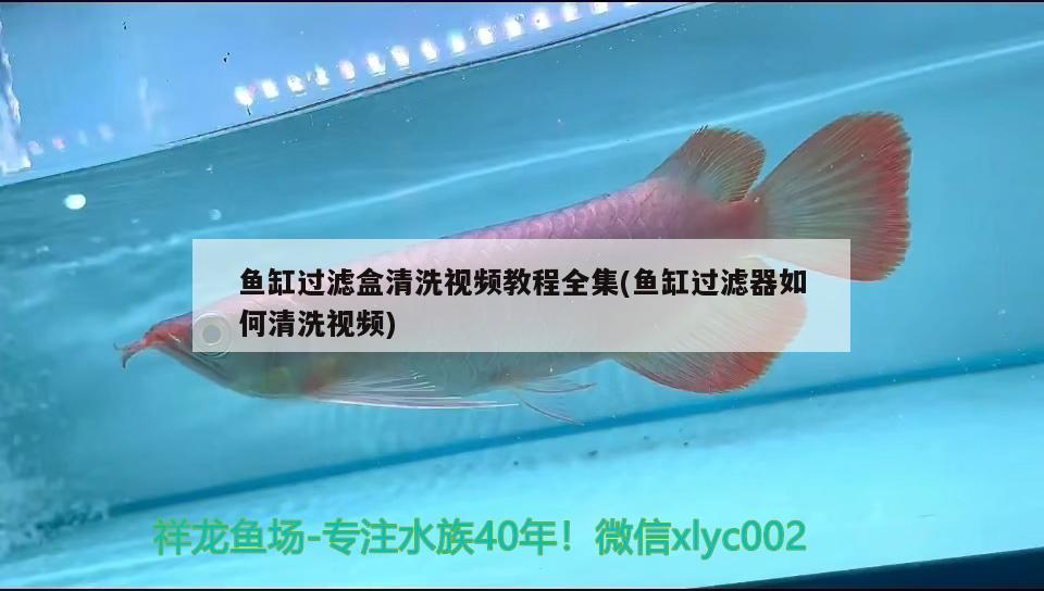 魚缸過濾盒清洗視頻教程全集(魚缸過濾器如何清洗視頻) 龍鳳鯉魚