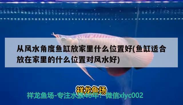 金龍魚的尾巴兩種顏色怎么回事，金龍魚尾巴兩種顏色怎么回事