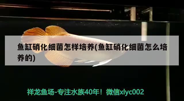 魚缸硝化細(xì)菌怎樣培養(yǎng)(魚缸硝化細(xì)菌怎么培養(yǎng)的) 硝化細(xì)菌