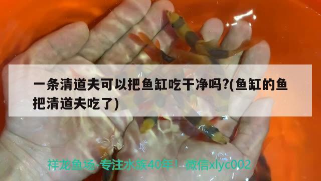 一條清道夫可以把魚缸吃干凈嗎?(魚缸的魚把清道夫吃了) 三色錦鯉魚