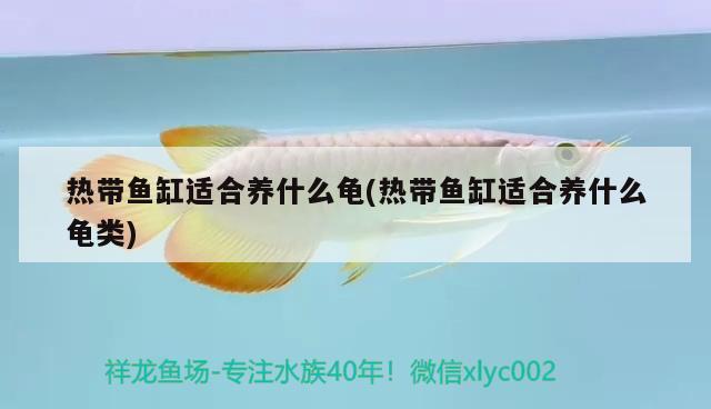 熱帶魚缸適合養(yǎng)什么龜(熱帶魚缸適合養(yǎng)什么龜類)