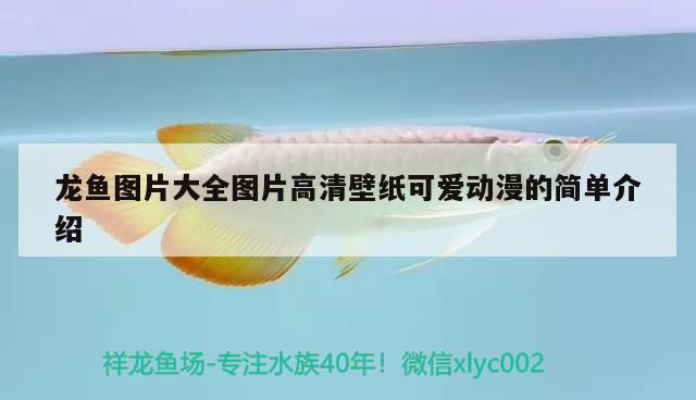 太折騰了求指點怎么改善小魚不受驚嚇 紅龍福龍魚 第2張