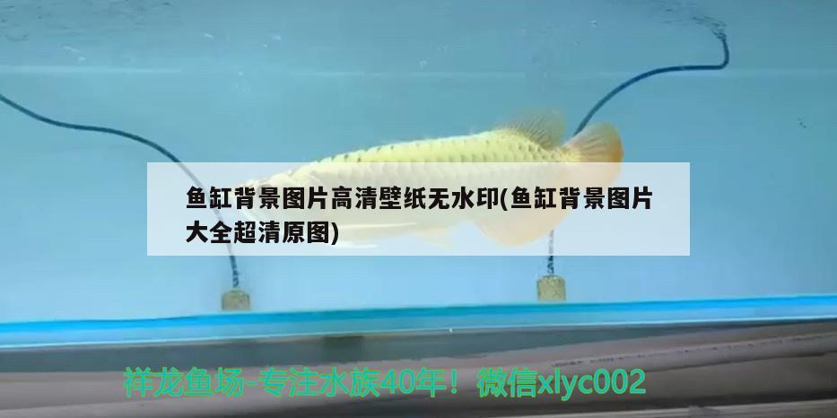 虎皮鸚鵡怎么洗澡,用溫水嗎_（虎皮鸚鵡怎么洗澡,用溫水嗎視頻）