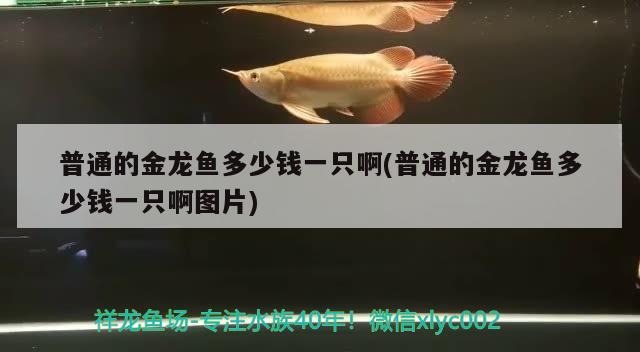 錦州二手魚(yú)缸交易平臺(tái)電話  銀龍魚(yú)苗 第3張