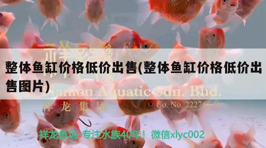 整體魚缸價格低價出售(整體魚缸價格低價出售圖片) 黑水素