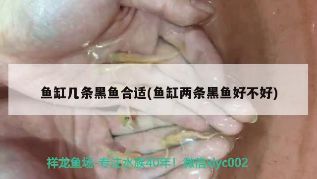 魚缸幾條黑魚合適(魚缸兩條黑魚好不好) 古典過背金龍魚