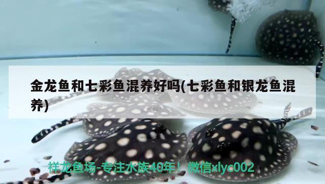 金龍魚和七彩魚混養(yǎng)好嗎(七彩魚和銀龍魚混養(yǎng)) 銀龍魚