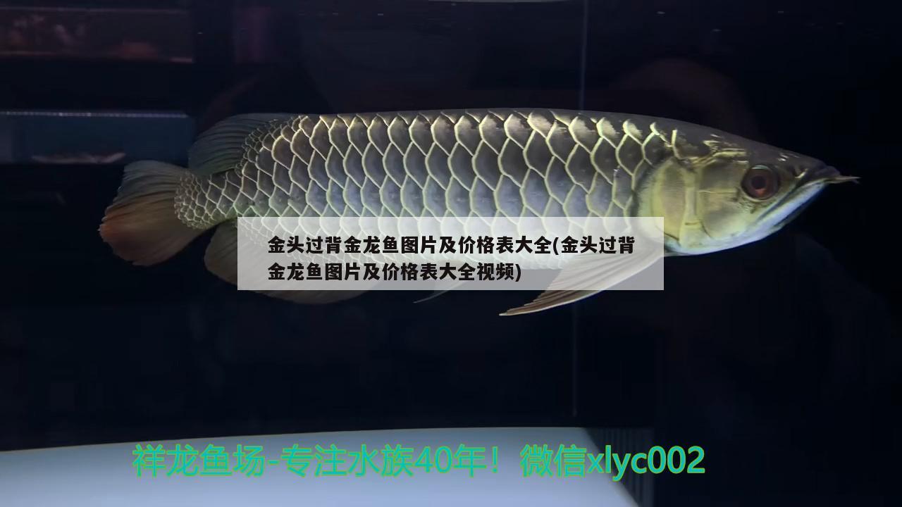 金頭過背金龍魚圖片及價格表大全(金頭過背金龍魚圖片及價格表大全視頻) 金龍魚百科