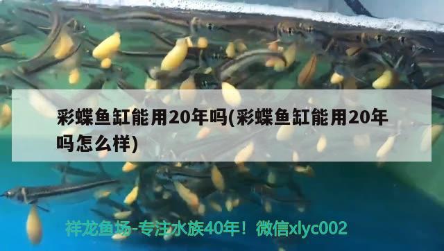 虎魚一直打架怎么辦 虎魚百科 第2張