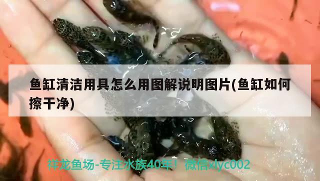 魚缸清潔用具怎么用圖解說明圖片(魚缸如何擦干凈) 黑桃A魚苗