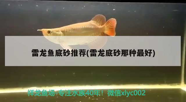 雷龍魚底砂推薦(雷龍底砂那種最好) 觀賞魚水族批發(fā)市場(chǎng)