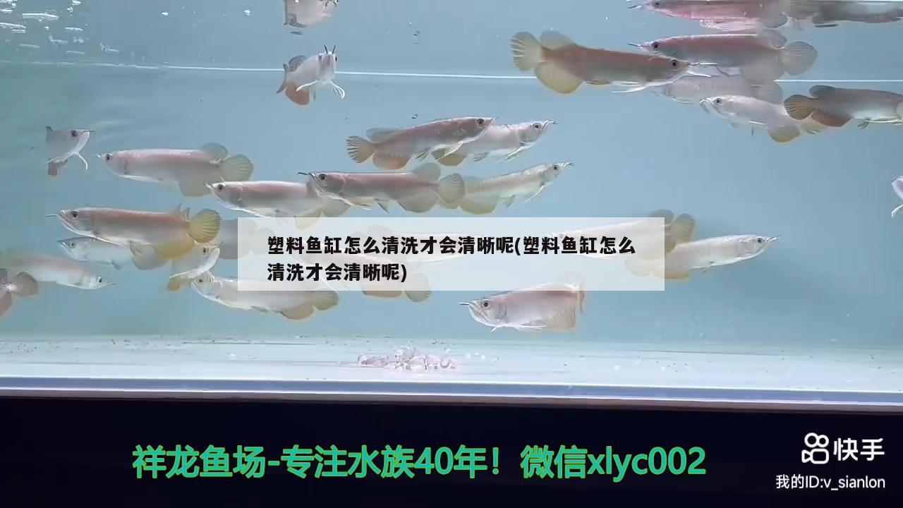 塑料魚(yú)缸怎么清洗才會(huì)清晰呢(塑料魚(yú)缸怎么清洗才會(huì)清晰呢)