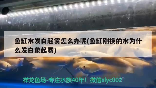 紅龍魚的介紹詞語有哪些呢（紅龍魚有幾種,紅龍魚種類大全） B級過背金龍魚 第1張