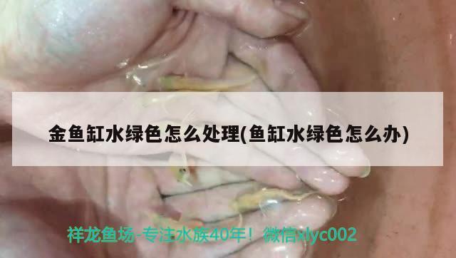 金魚缸水綠色怎么處理(魚缸水綠色怎么辦) 狗仔（招財(cái)貓)魚苗