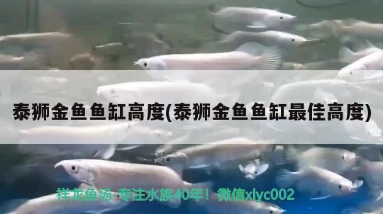 泰獅金魚魚缸高度(泰獅金魚魚缸最佳高度) 斑馬狗頭魚