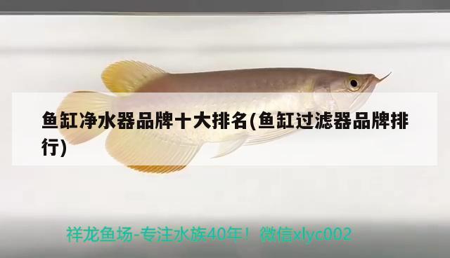 魚缸凈水器品牌十大排名(魚缸過濾器品牌排行)