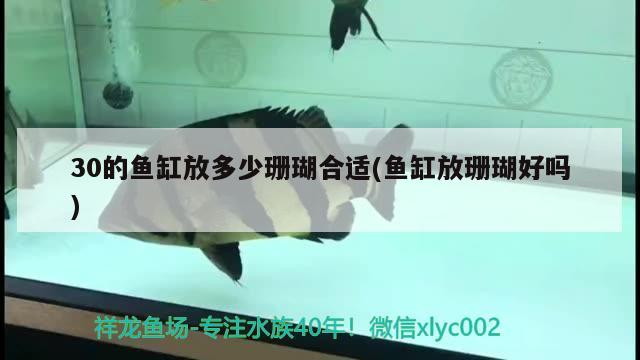 30的魚缸放多少珊瑚合適(魚缸放珊瑚好嗎)