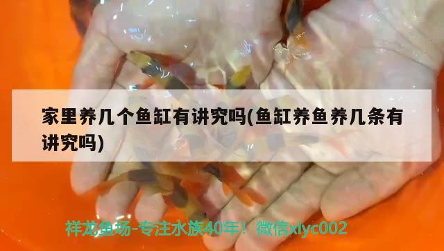 家里養(yǎng)幾個(gè)魚缸有講究嗎(魚缸養(yǎng)魚養(yǎng)幾條有講究嗎)