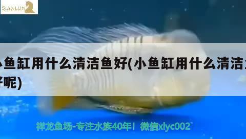 小魚缸用什么清潔魚好(小魚缸用什么清潔魚好呢) 奈及利亞紅圓點狗頭 第1張