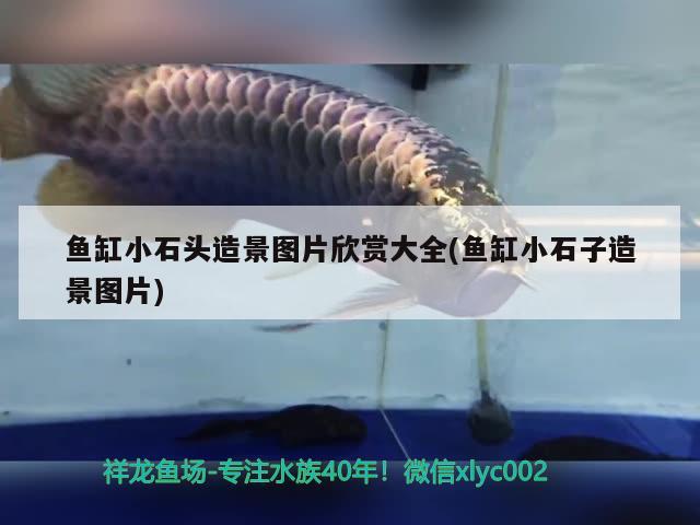 魚缸小石頭造景圖片欣賞大全(魚缸小石子造景圖片) 錦鯉池魚池建設(shè)